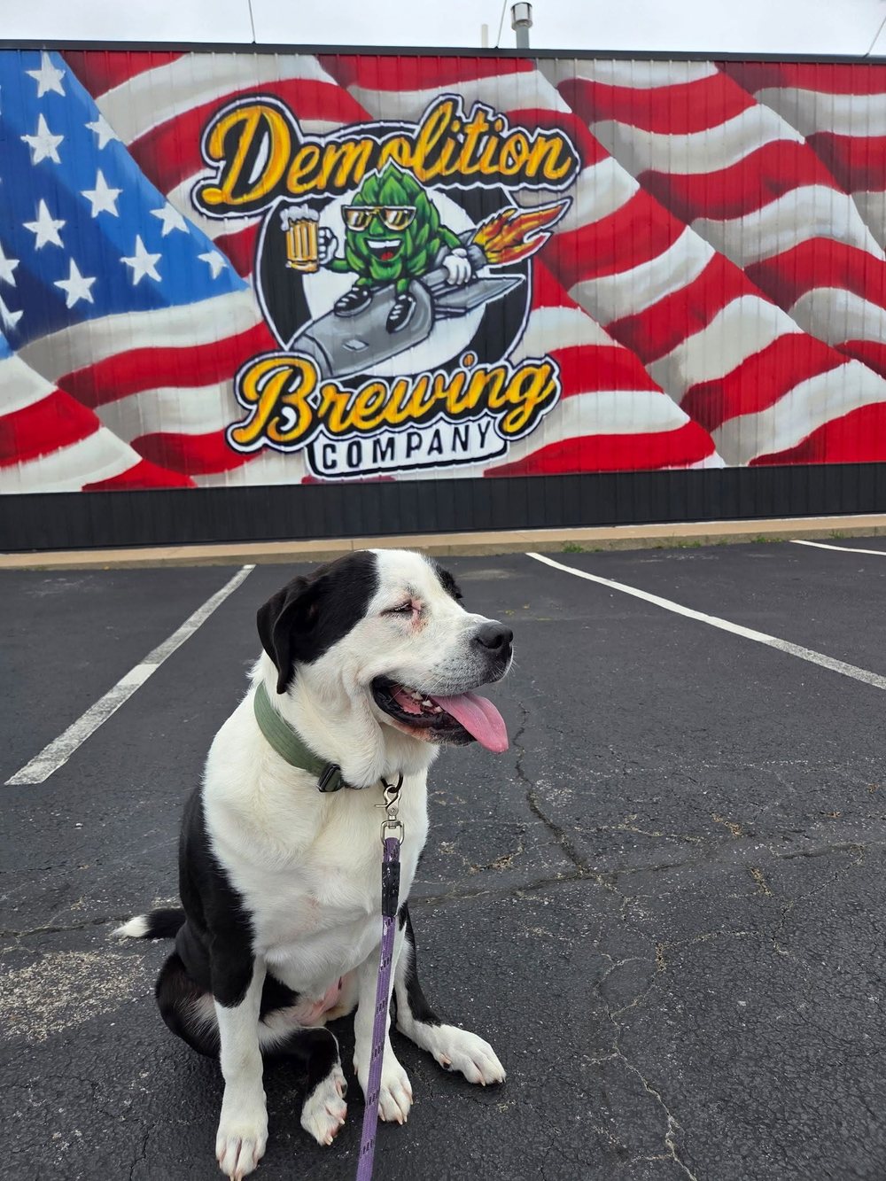 A dog in the lot in front of the Demolition Brewing flag mural